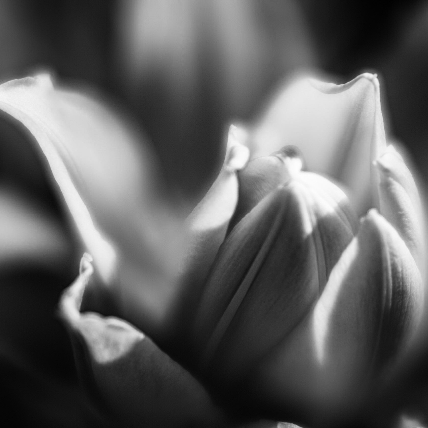 Rose Lily #1