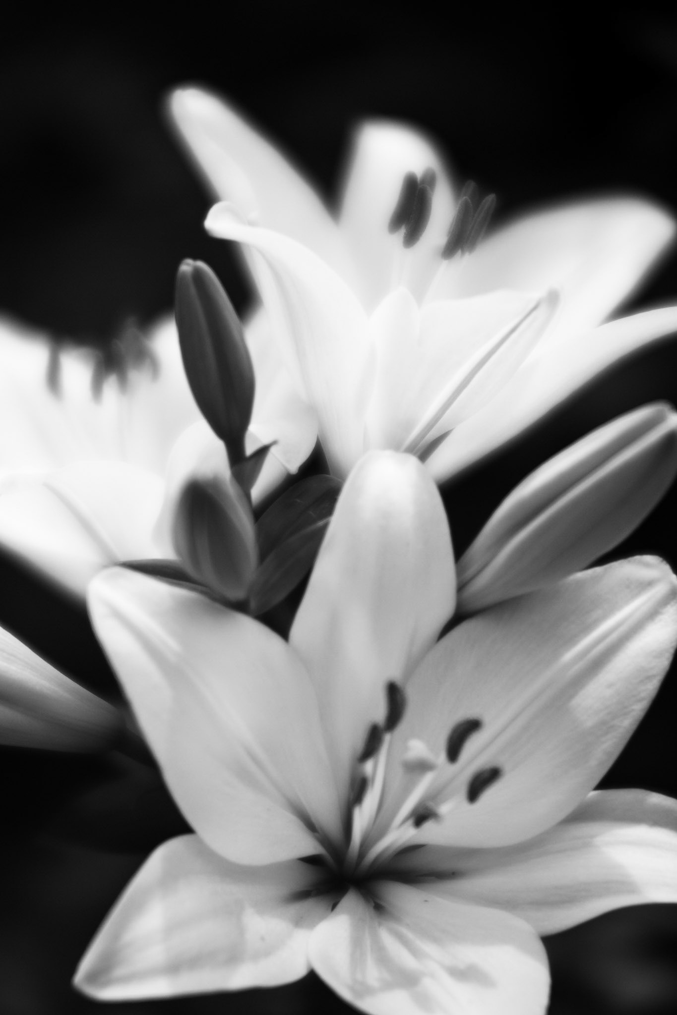 Lily #12