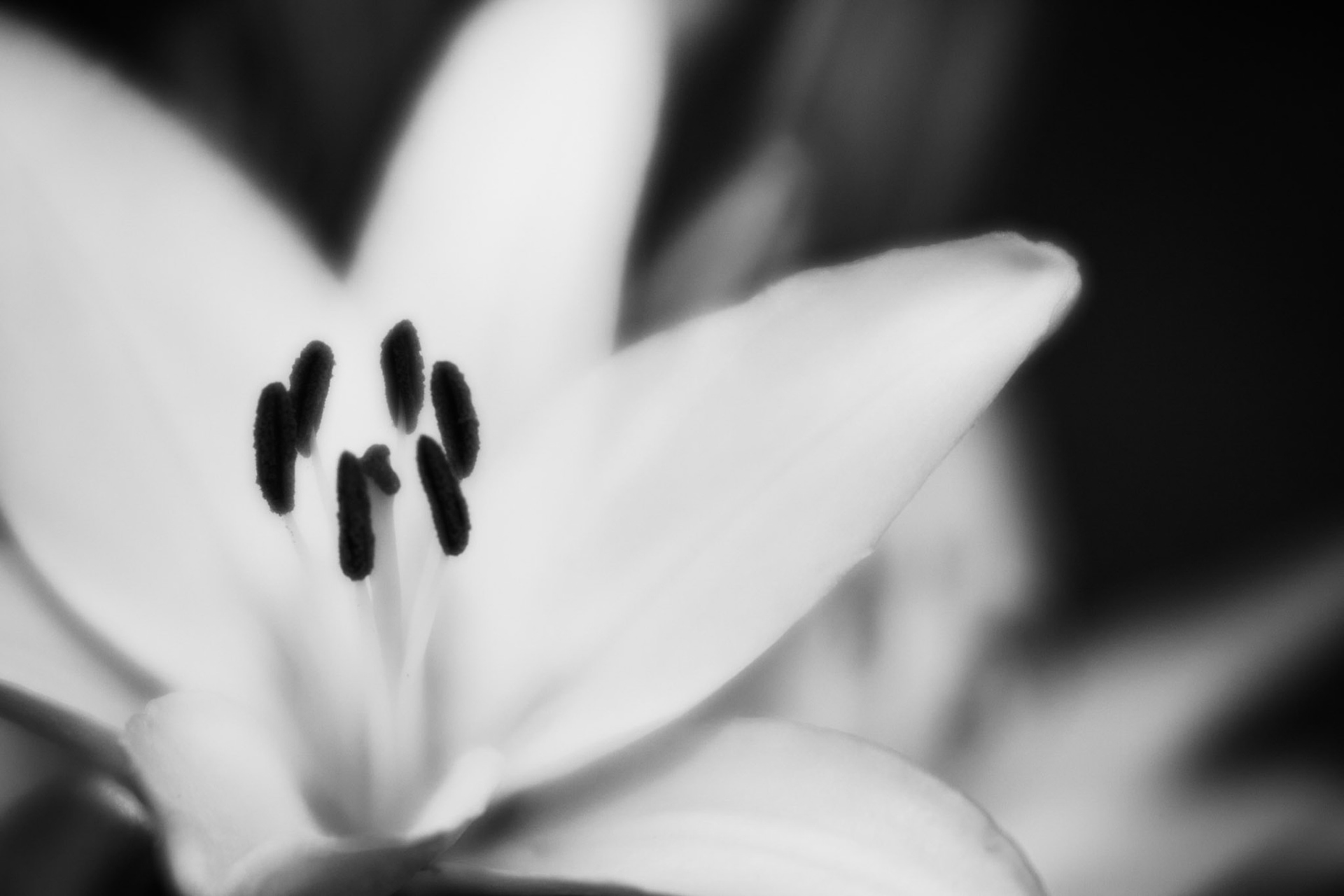 Lily #15