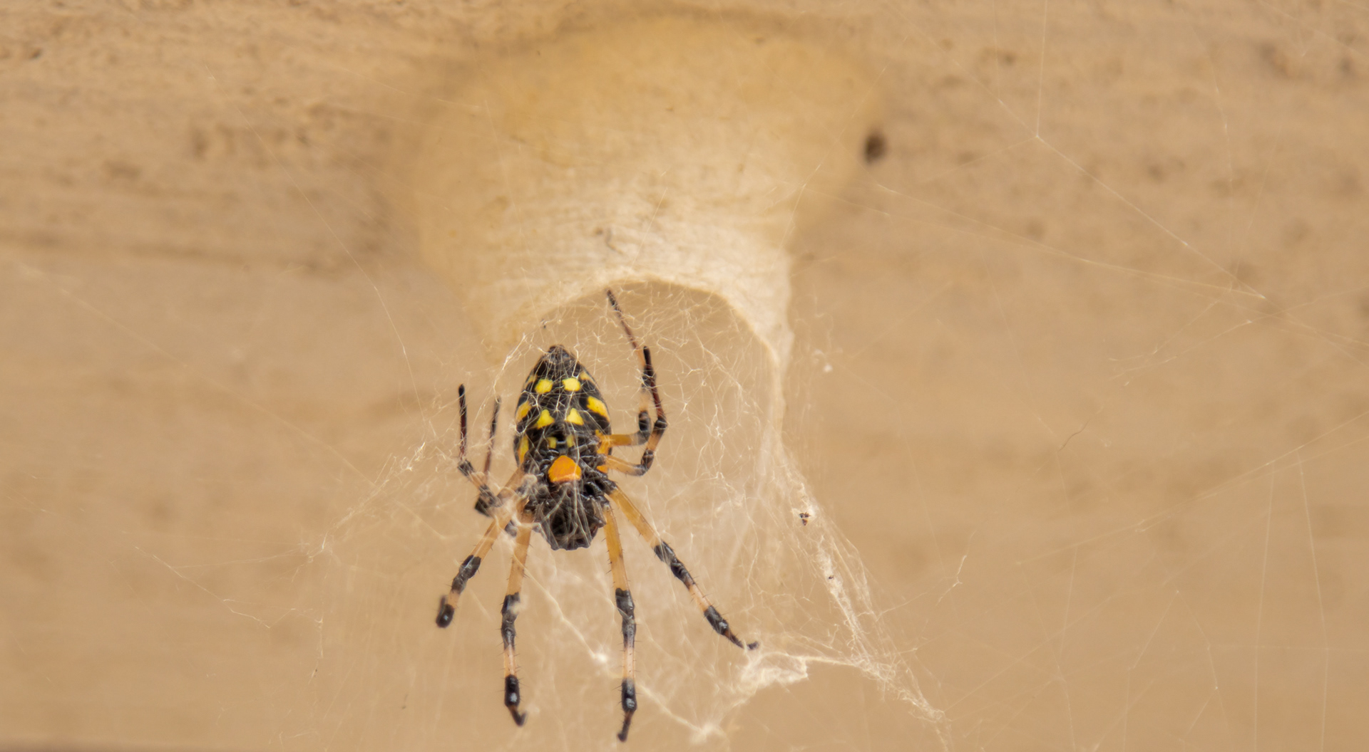 Outro tipo de Nephilingis Cruentada