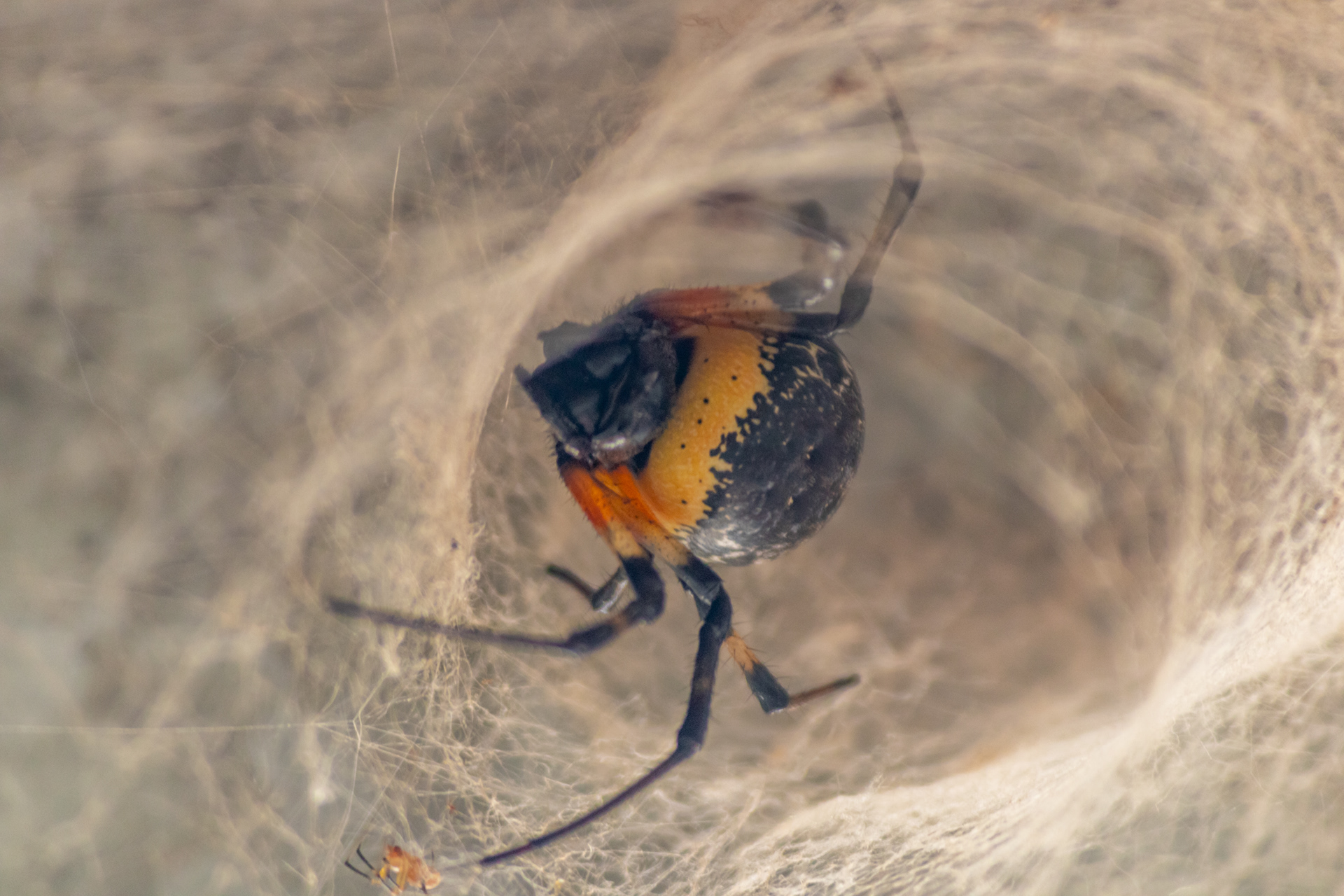 Tipo: Nephilingis cruentata é uma aranha da família Araneidae conhecida popularmente como "maria-bola". A Fêmea atinge cerca de 24mm e o Macho cerca de 4mm de comprimento. O macho está abaixo do lado esquerdo