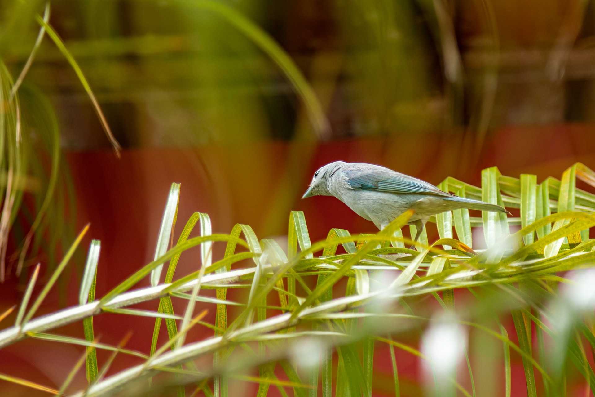 Sanhaçu-Cinzento ou Sanhaçu-Azul