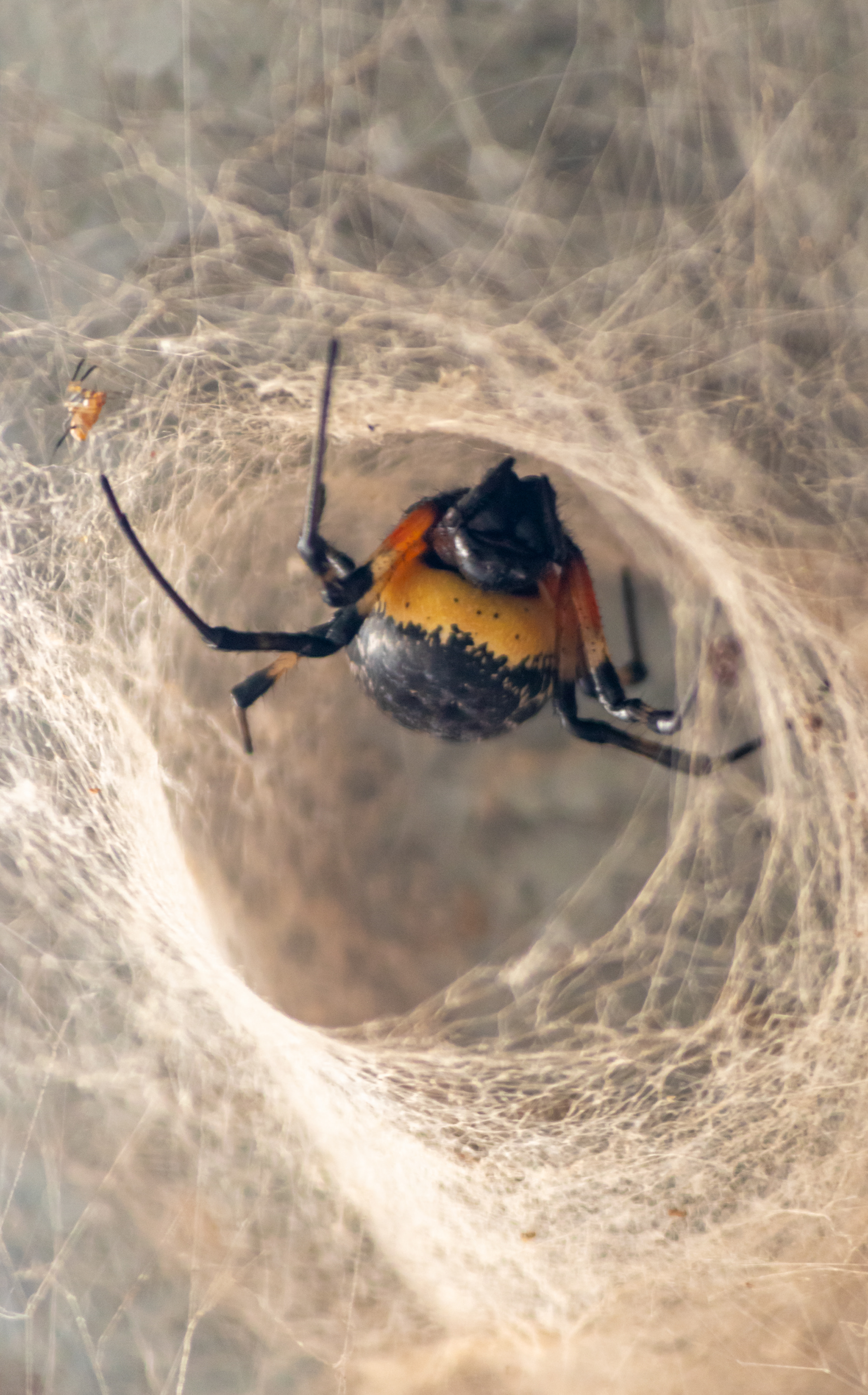 Tipo: Nephilingis cruentata é uma aranha da família Araneidae conhecida popularmente como "maria-bola". A Fêmea atinge cerca de 24mm e o Macho cerca de 4mm de comprimento. O macho está acima do lado esquerdo