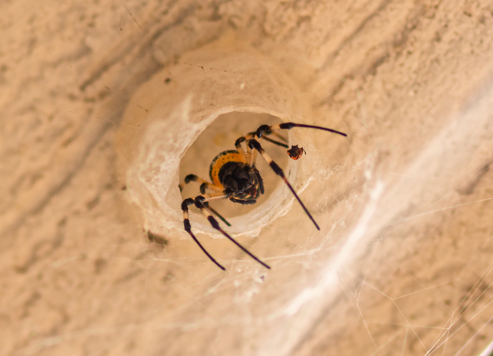 Tipo: Nephilingis cruentata é uma aranha da família Araneidae conhecida popularmente como "maria-bola". A Fêmea atinge cerca de 24mm e o Macho cerca de 4mm de comprimento