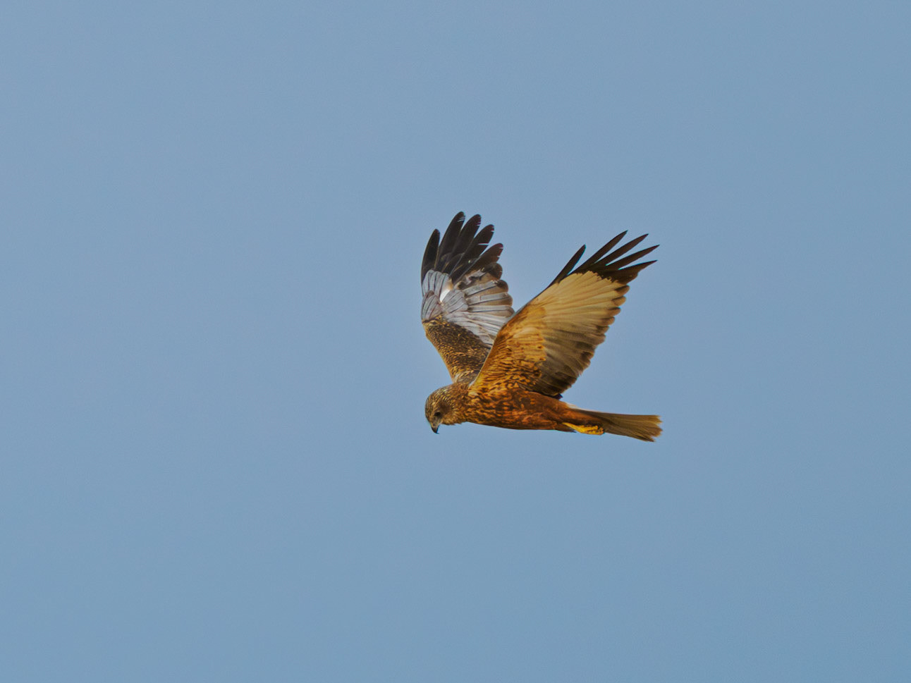 Faucopn hobereau, Delta du Danube, 6.5.2025
