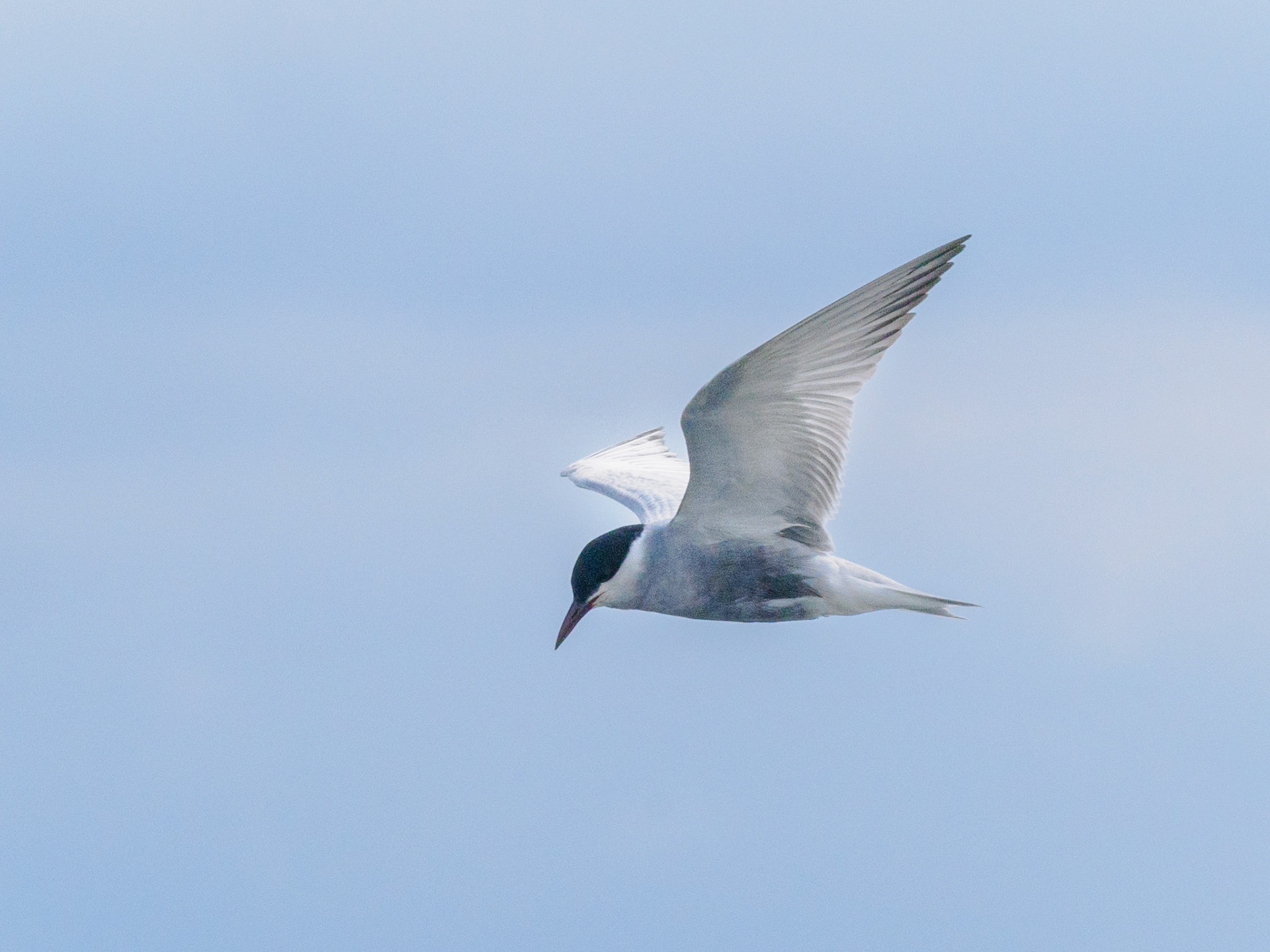 Sterne pierregarin, Delta du Danube, 8.5.2025