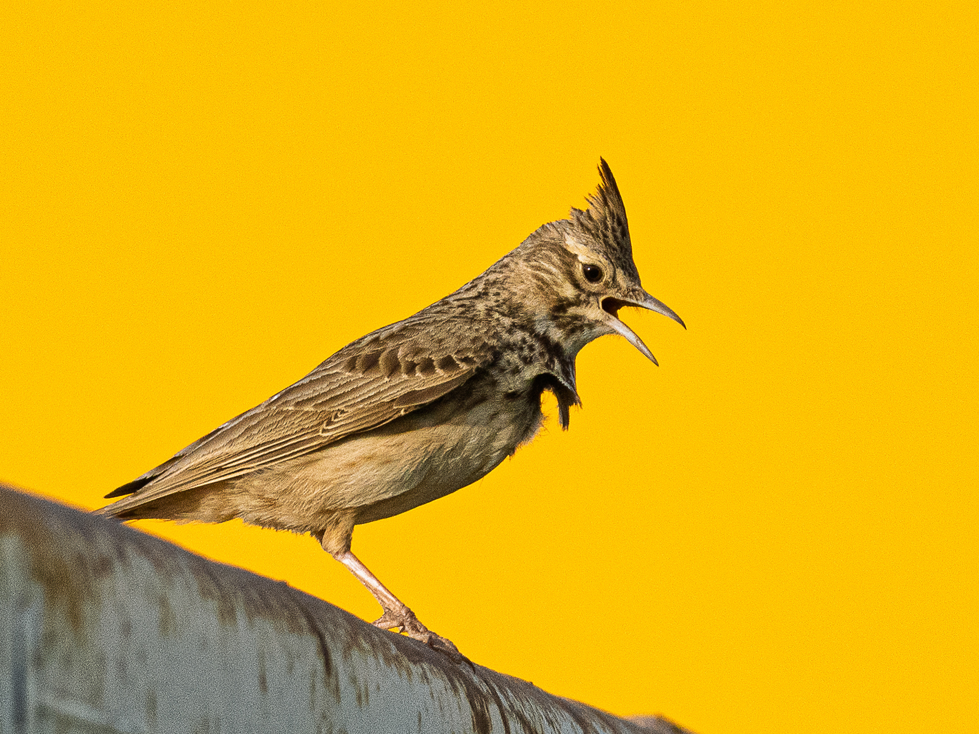 Cochevis huppé