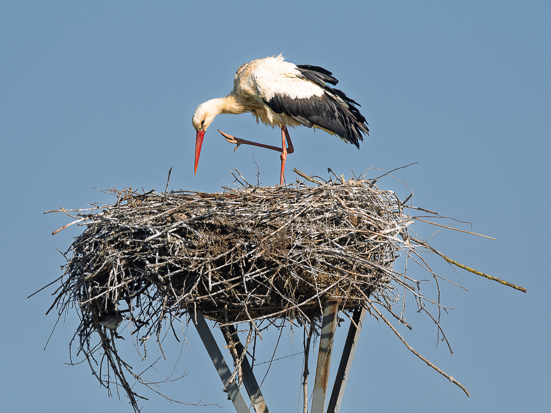 Cigogne blanche