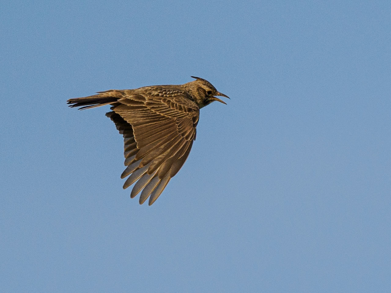 Cochevis huppé, Dobroudja, 4.05.2025