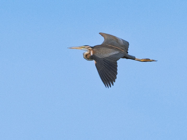 Héron pourpre, Delta du Danube, 7.05.2025