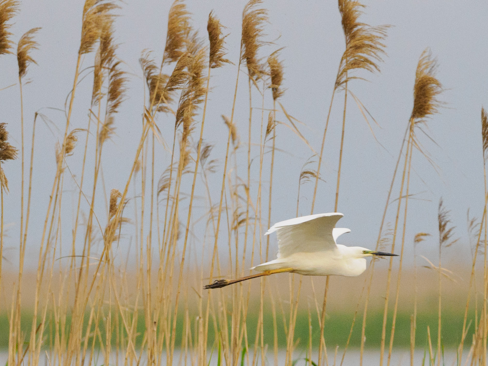 Grande aigrette, Delta du Danube, 6.5.2025