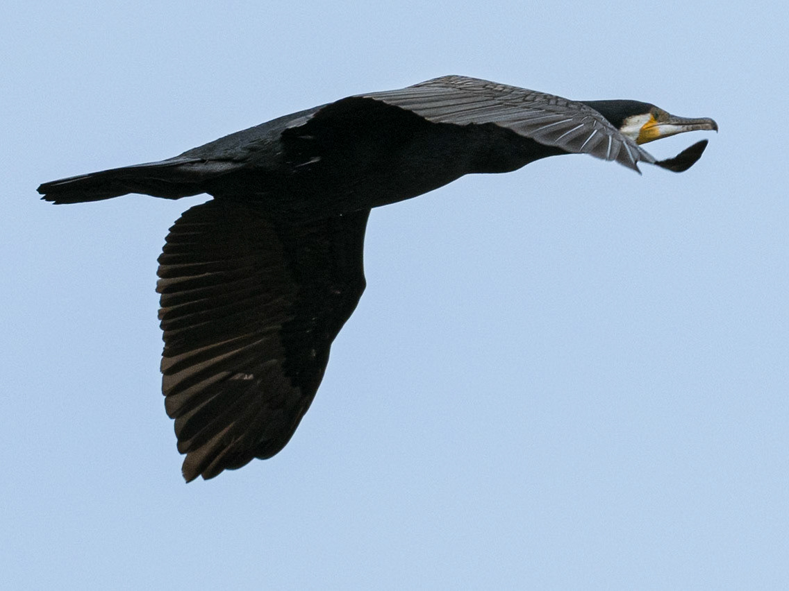 Grand cormoran, Delta du Danube, 6.05.2025
