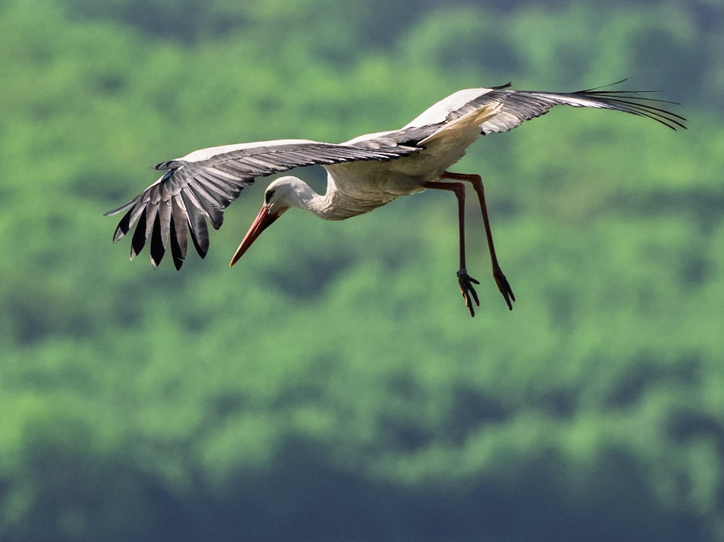 Cigogne blanche, Etangs de Sanpaul, 2.5.2025