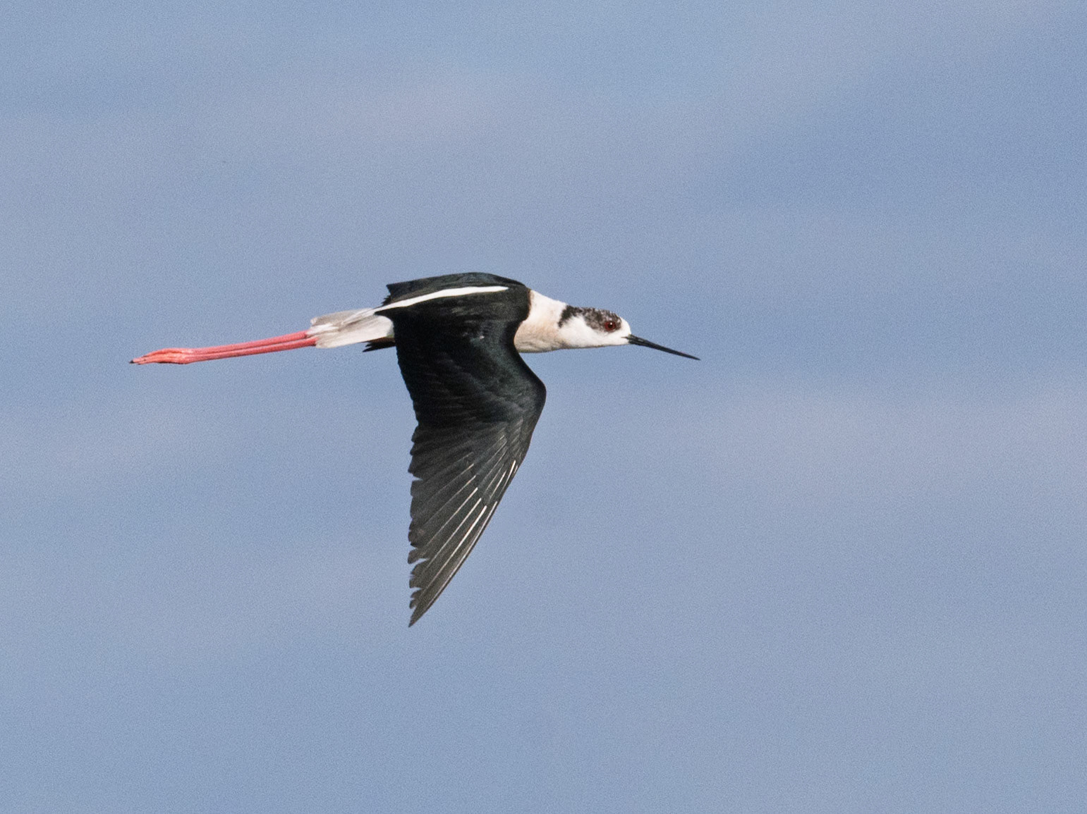 Echasse blanche, Delta du Danube, 8.5.2025