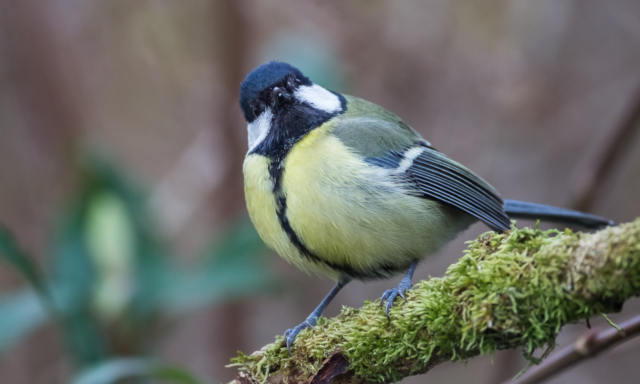 Mésange Charbonnière