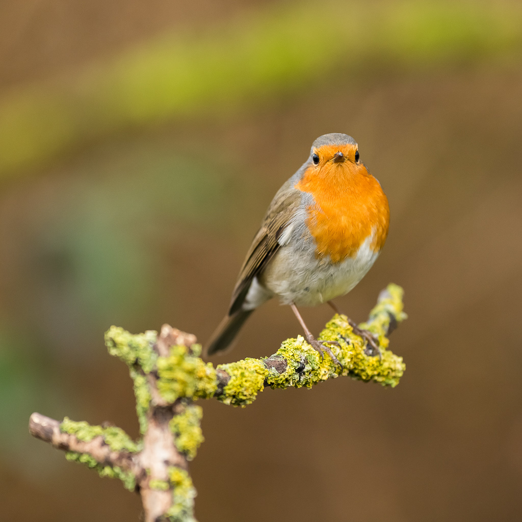 Rouge-Gorge