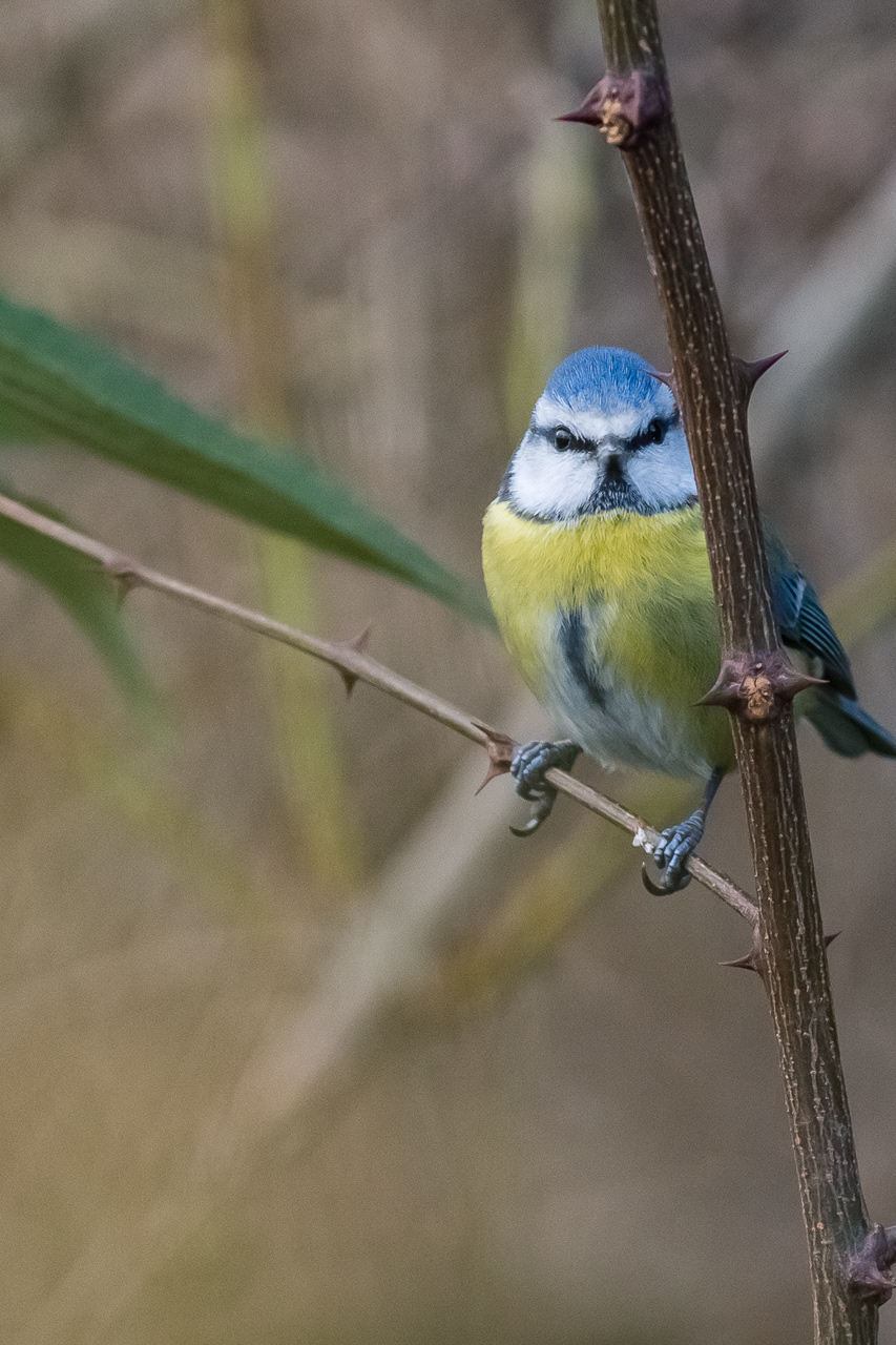 Mésange Bleue