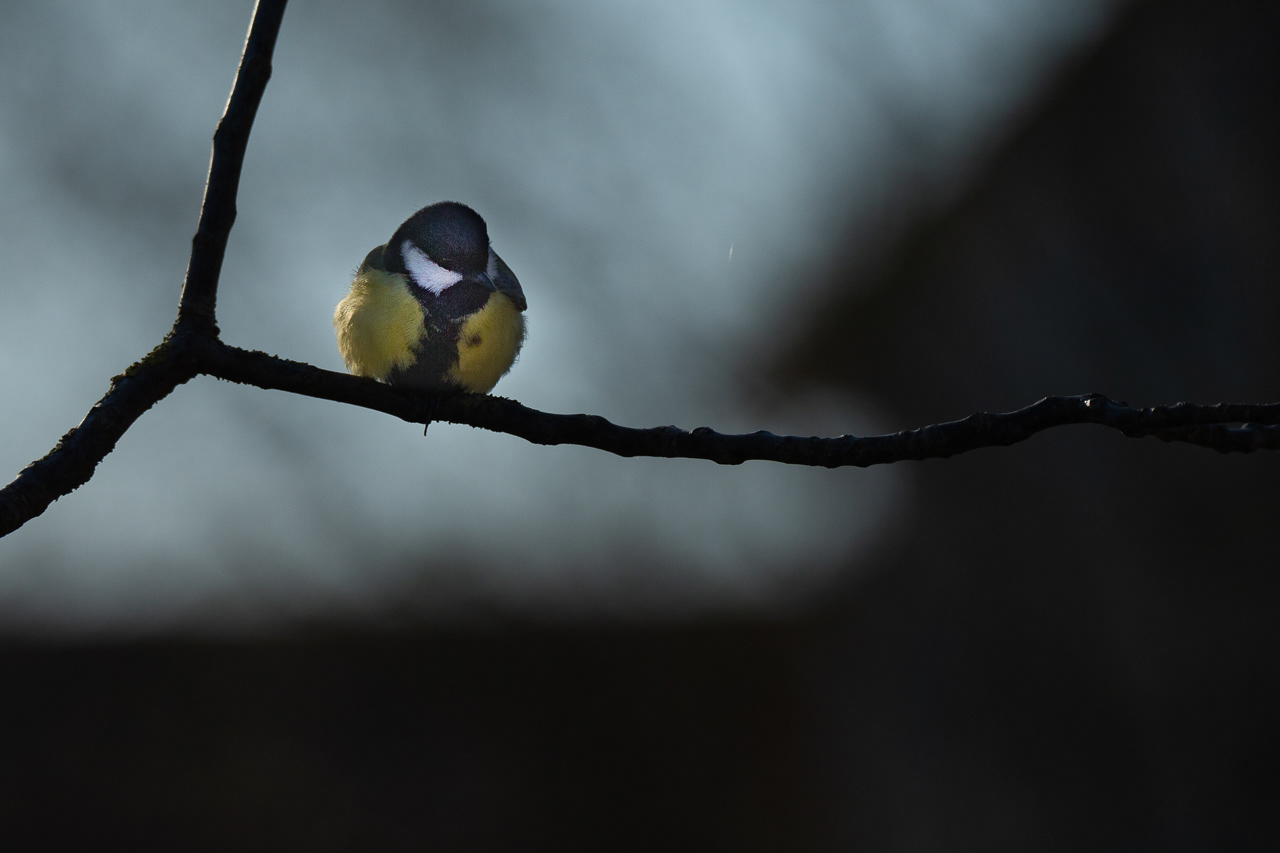 Mésange Charbonnière