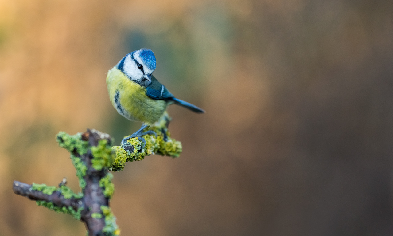 Mésange Bleue