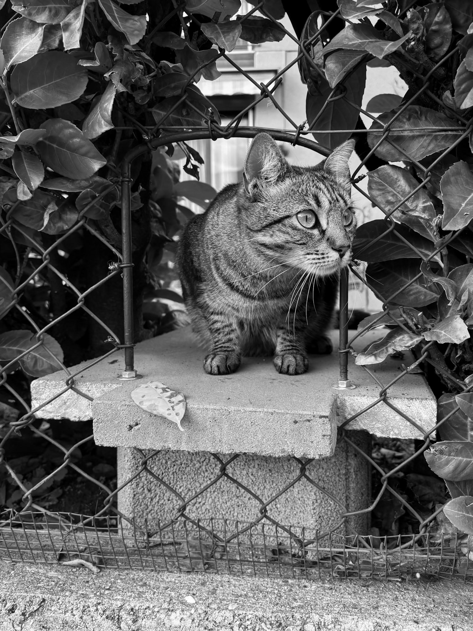 Gordola, Switzerland - shot on iPhone 15 (2024)