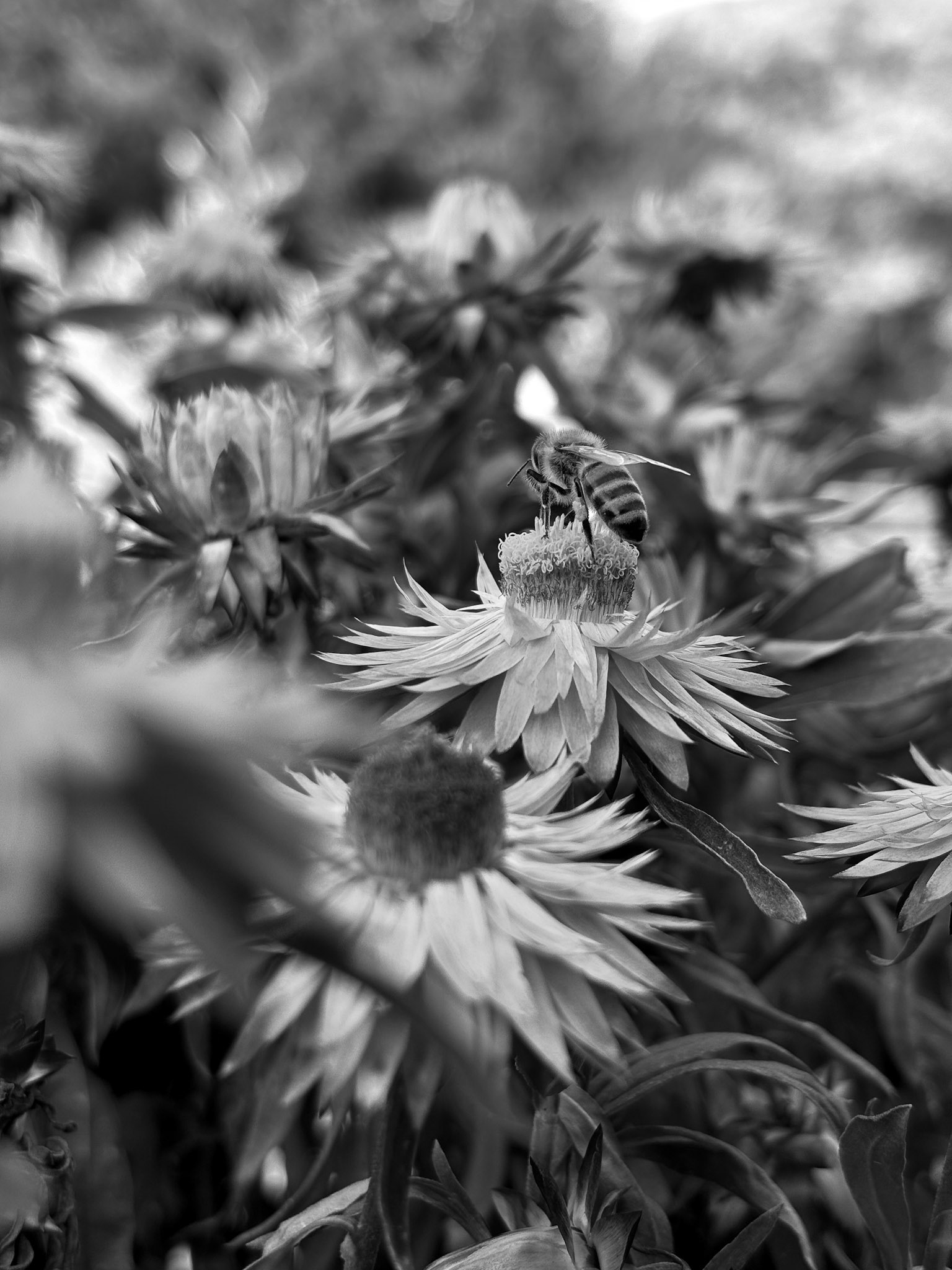 Minusio, Switzerland - shot on iPhone 15 (2024)