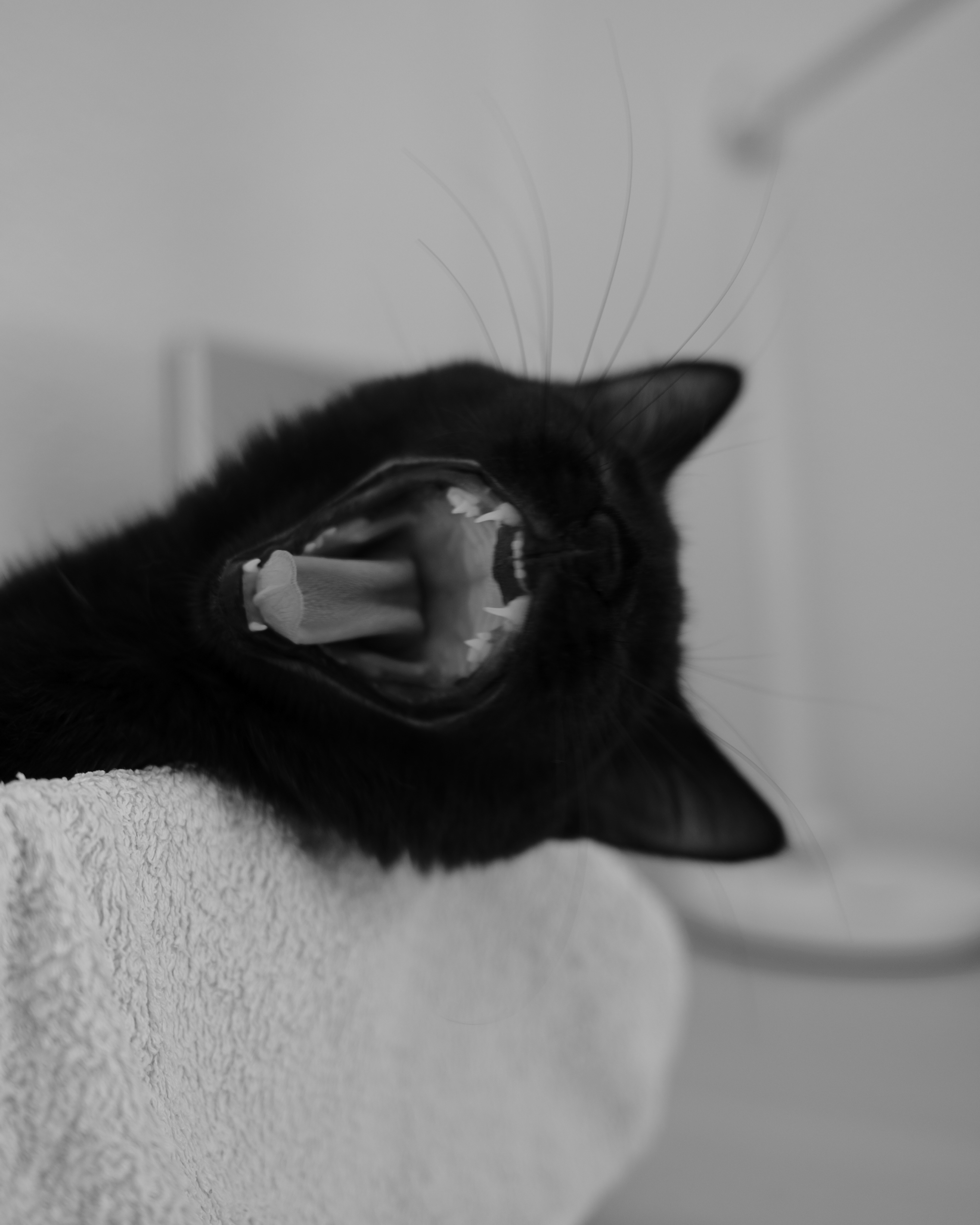 Gordola, Switzerland - shot on Fujifilm x100v (2025)