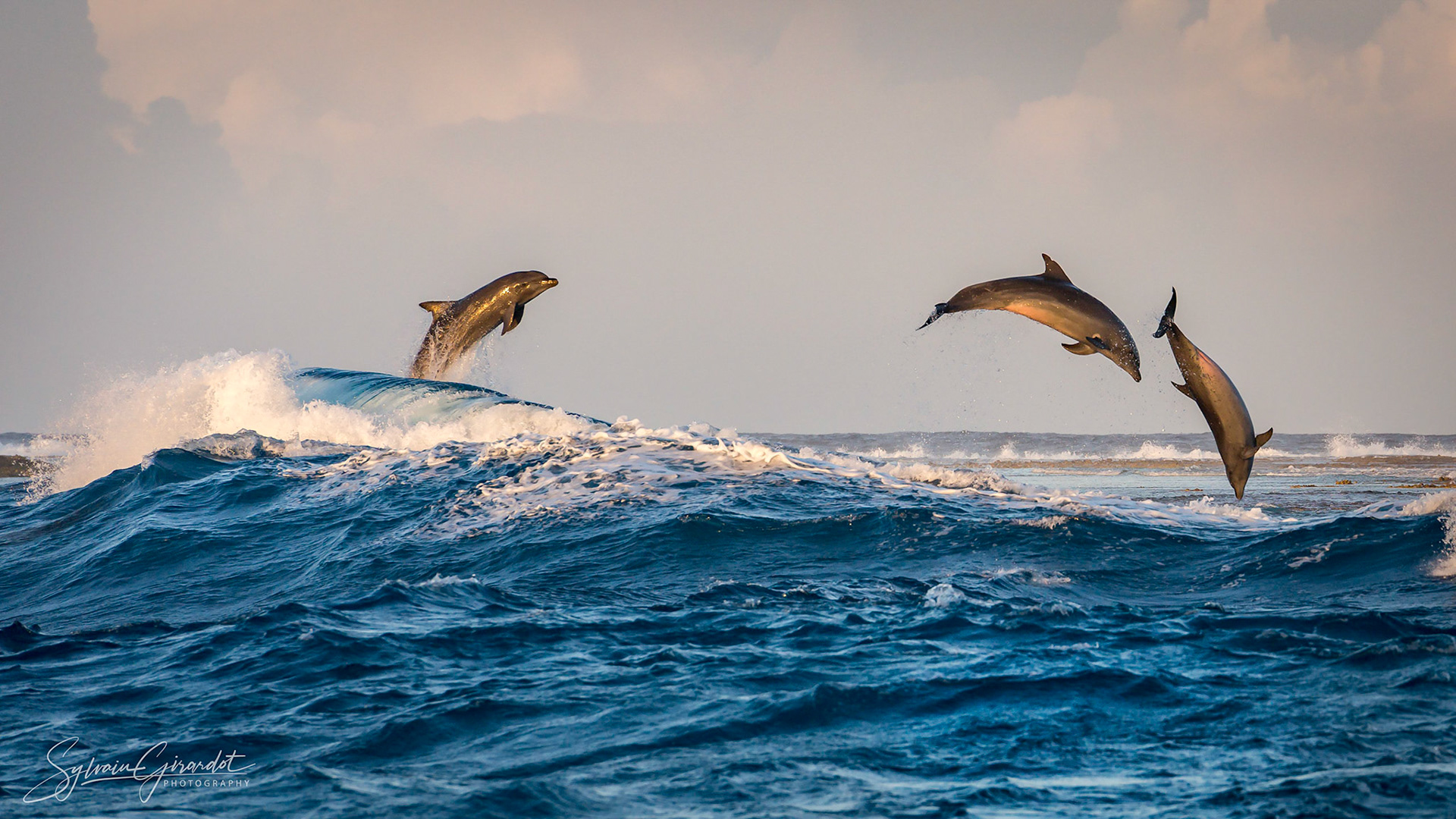 Grands dauphins (Tursiops Truncatus) in Rangiroa - Tuamotu - French Polynesia