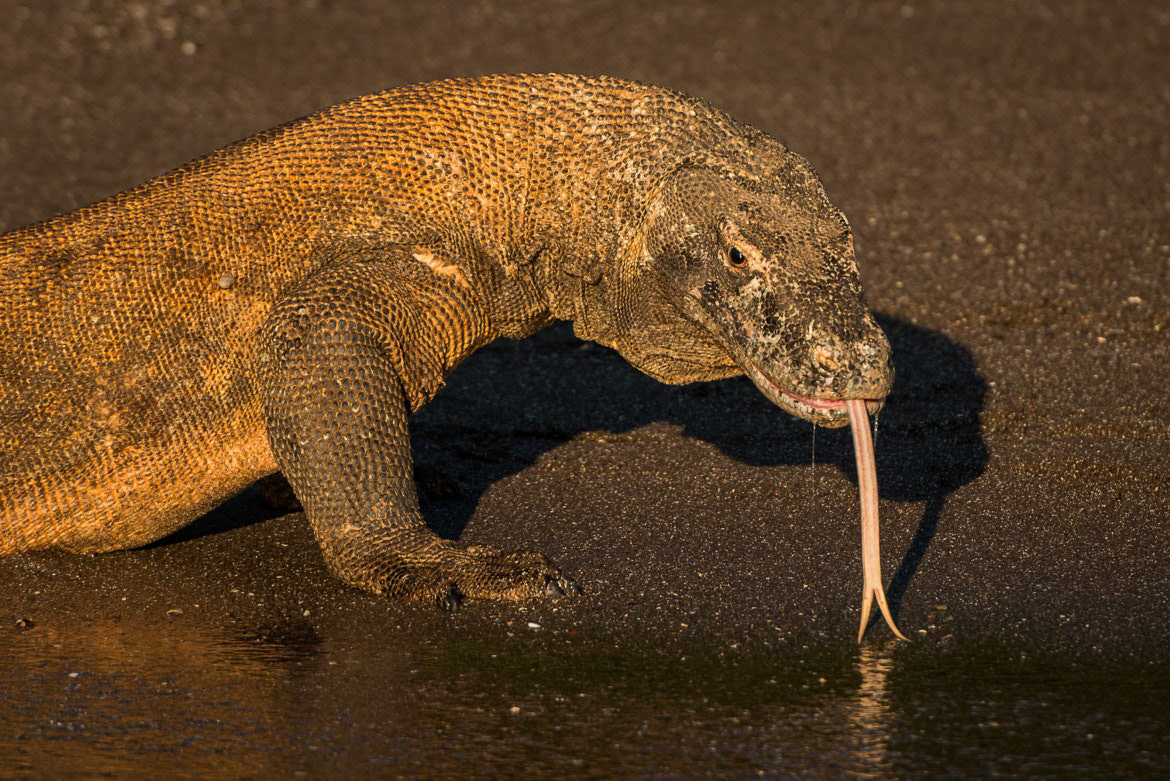 Varan de Komodo