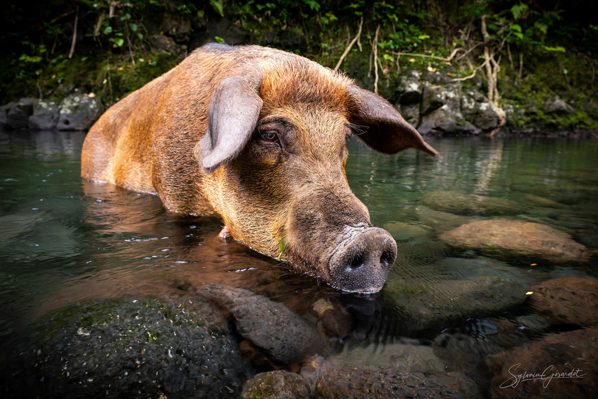 Pig in Tahiti