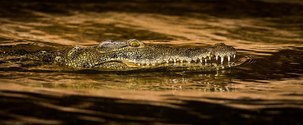 Crocodile in Botswana