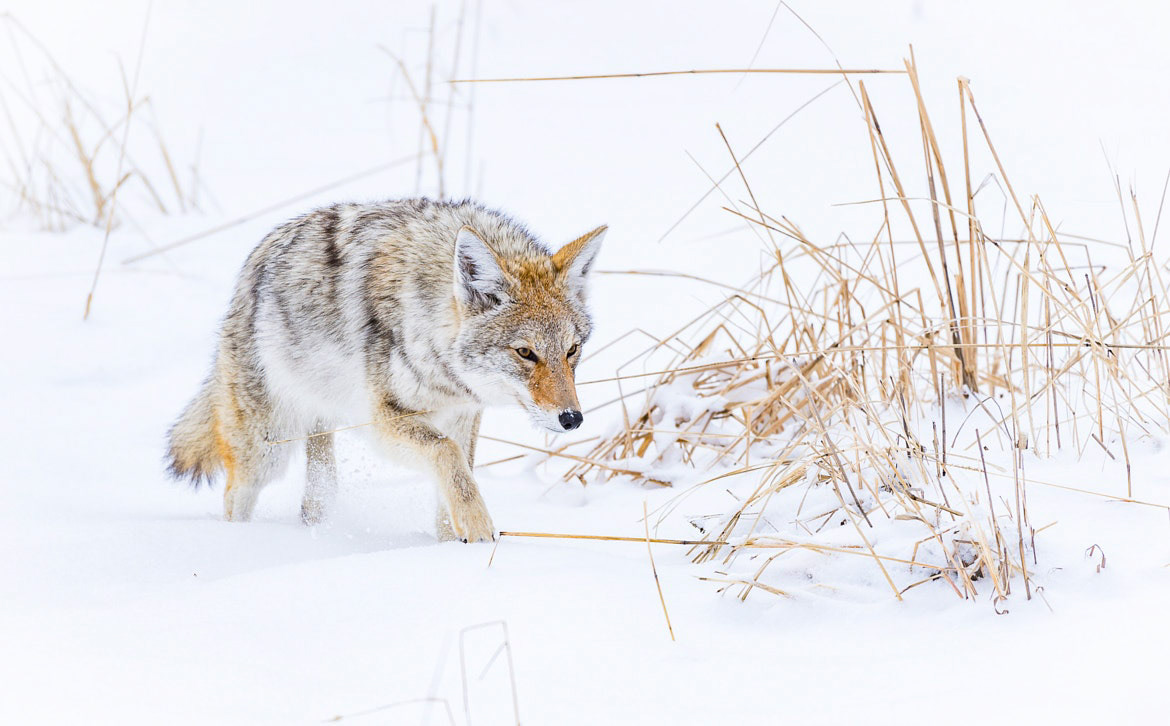 Canis latrans in Yellowstown National Park