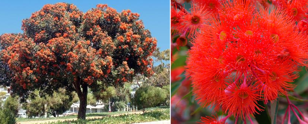 Corymbia ficiola