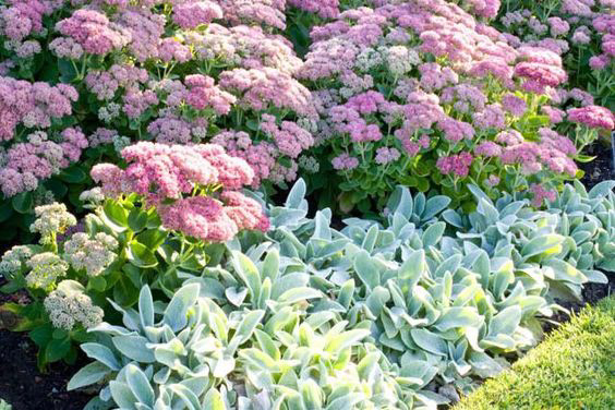 Sedum sp. ++ Stachys byzantina