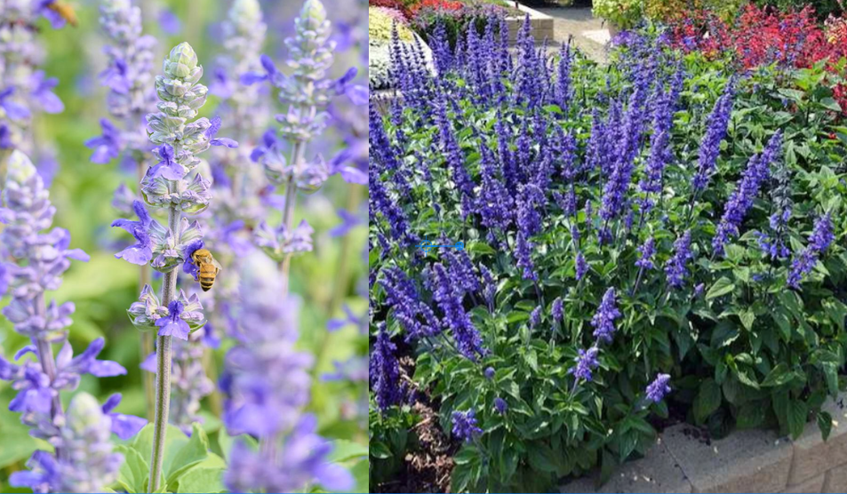 Salvia 'Mystic Spires'
