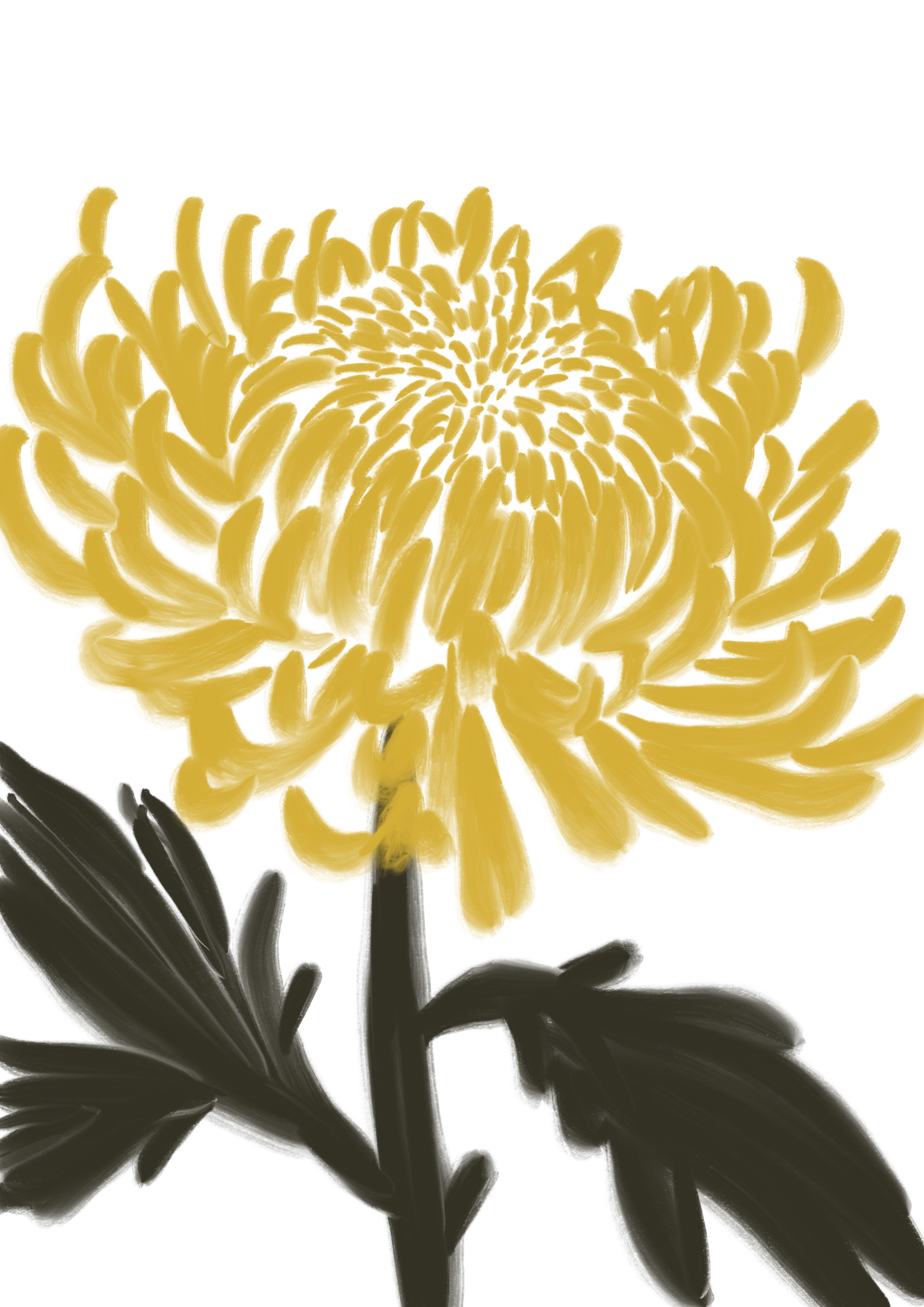 Chrysanthemum sketch