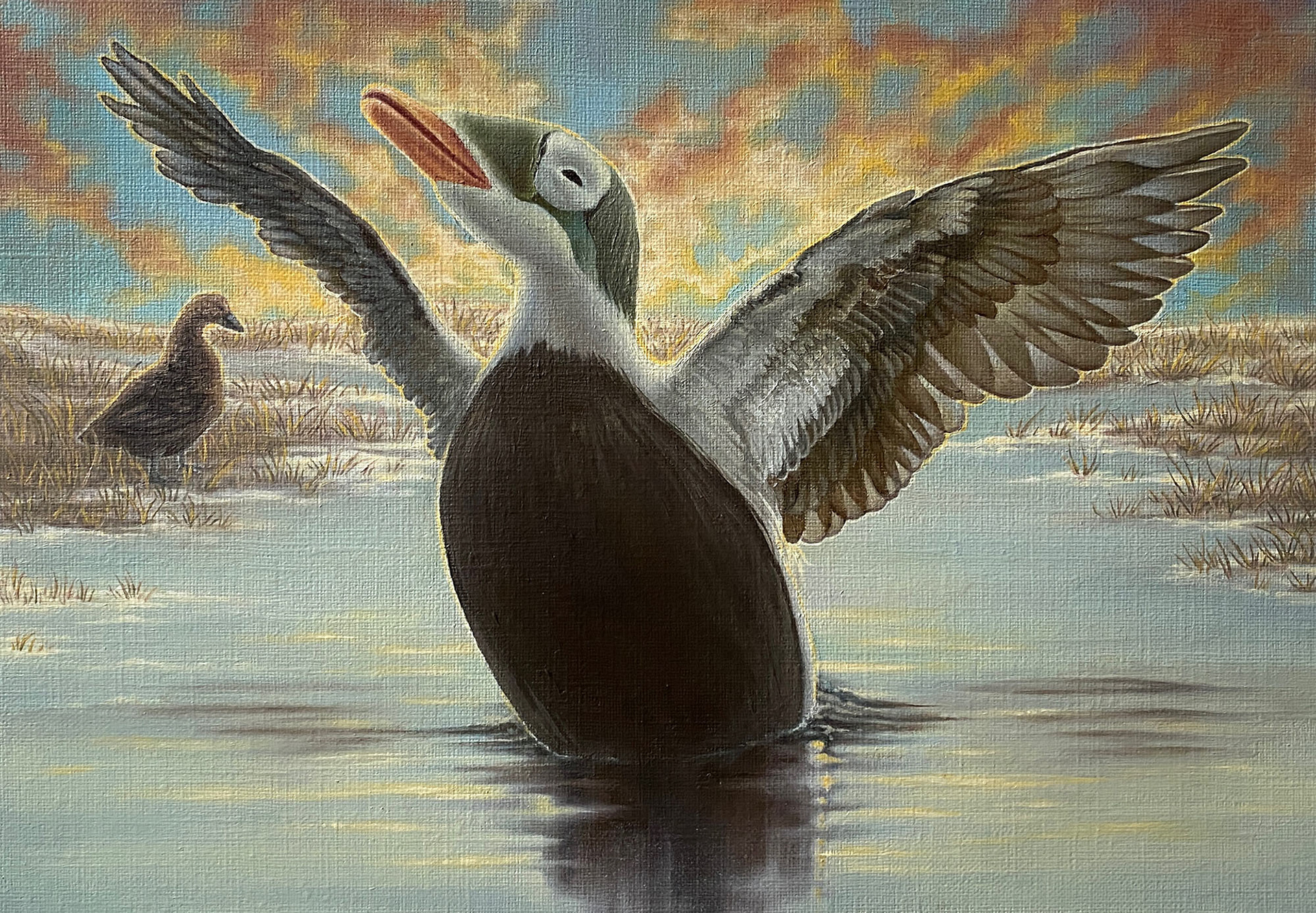 This is an oil painting of a bird. In the foreground, a male Spectacled Eider, a duck species native to Alaska, flaps its wings and rises partially out of the water, showing off his breeding plumage. In the background, a female of the species watches from the marsh. The two of them are beneath a sunset sky lit golden with clouds.