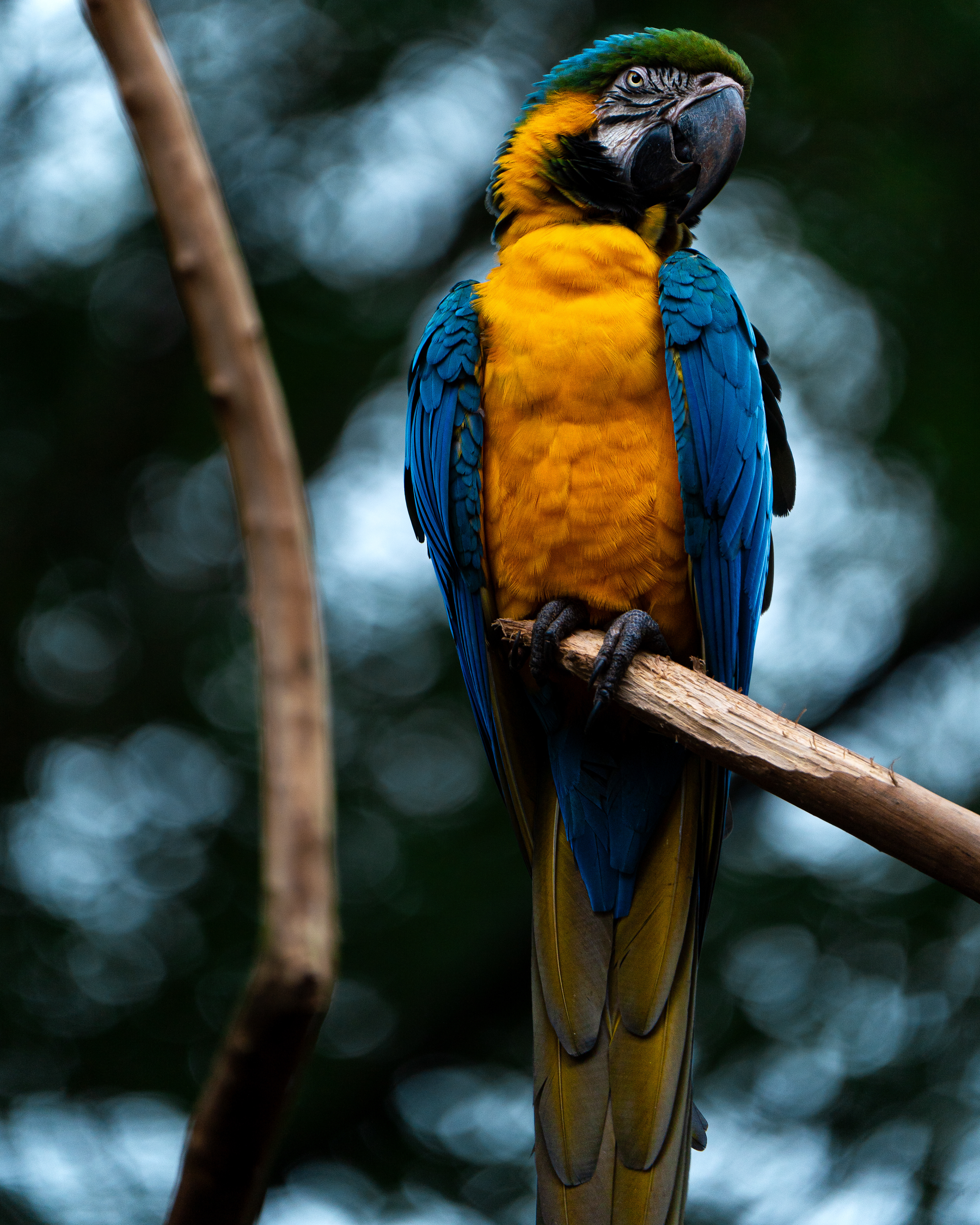 Arara canindé 2