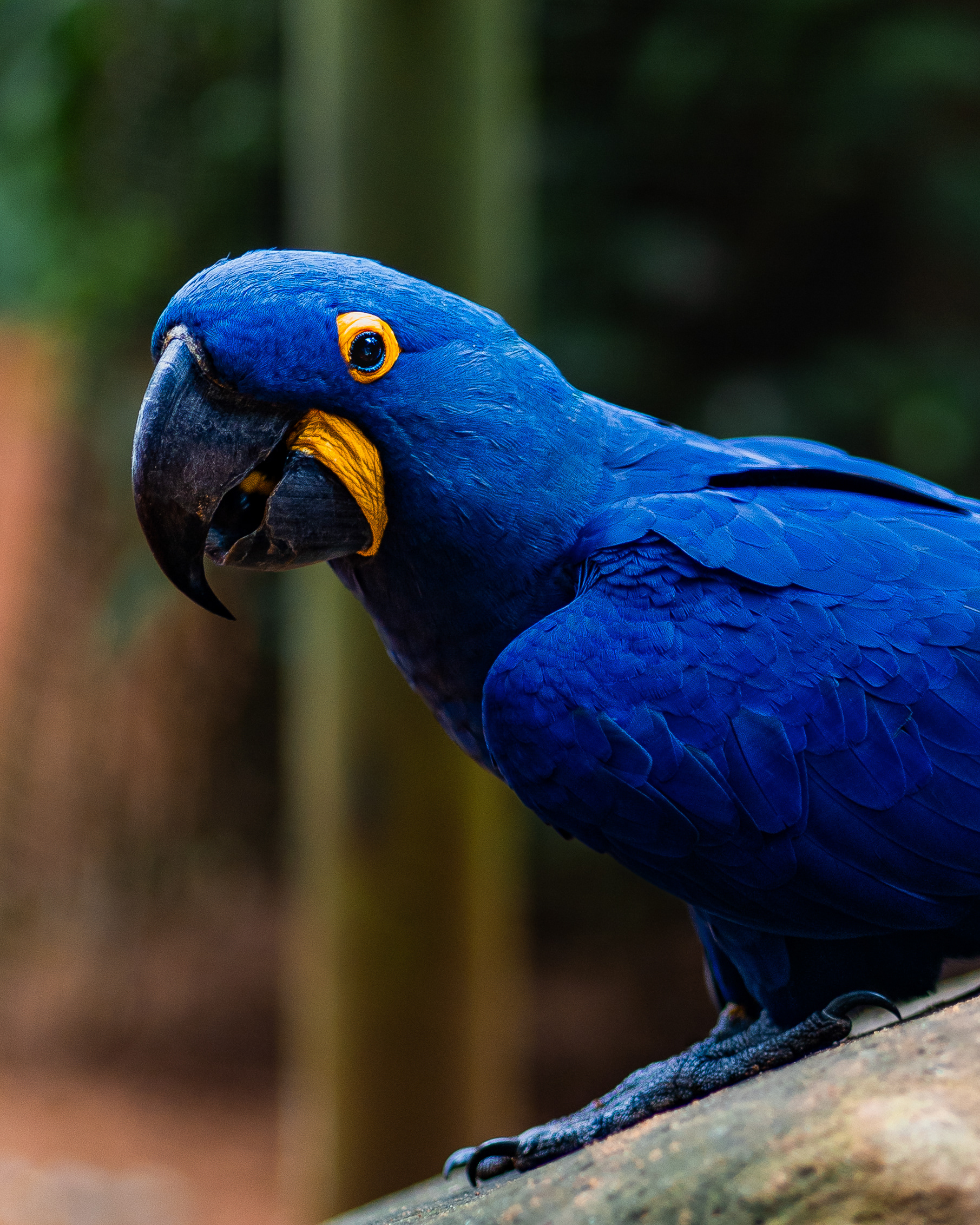 Arara azul 4