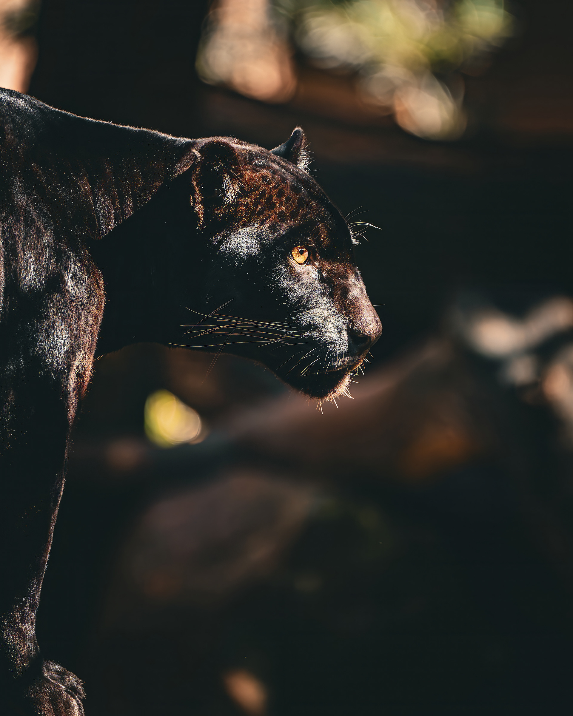 Pantera Negra