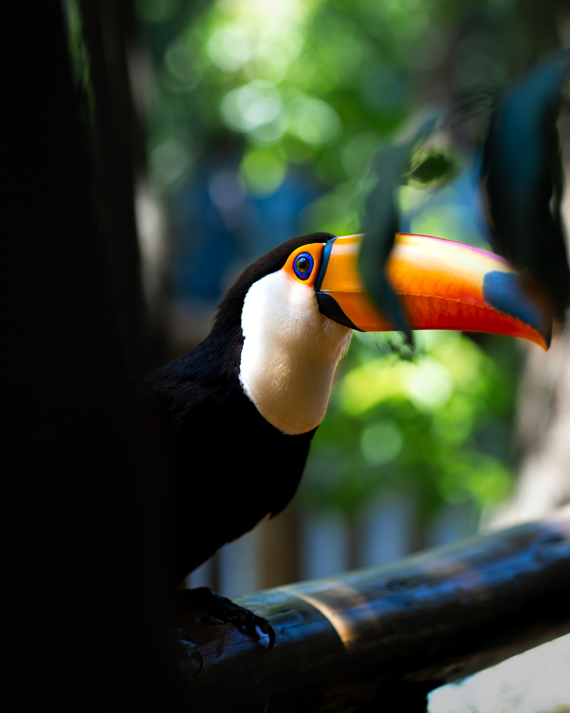Tucano