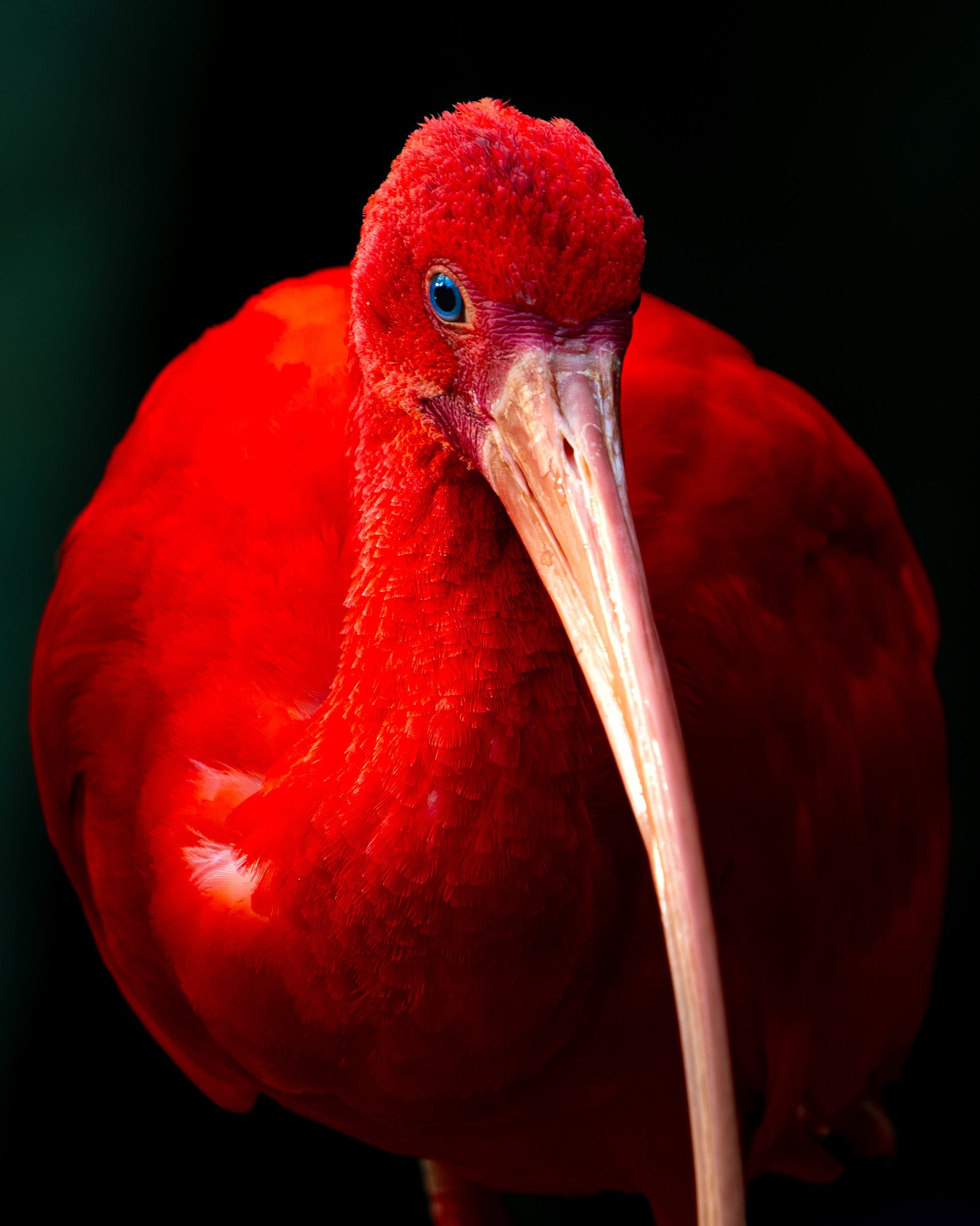 Guará