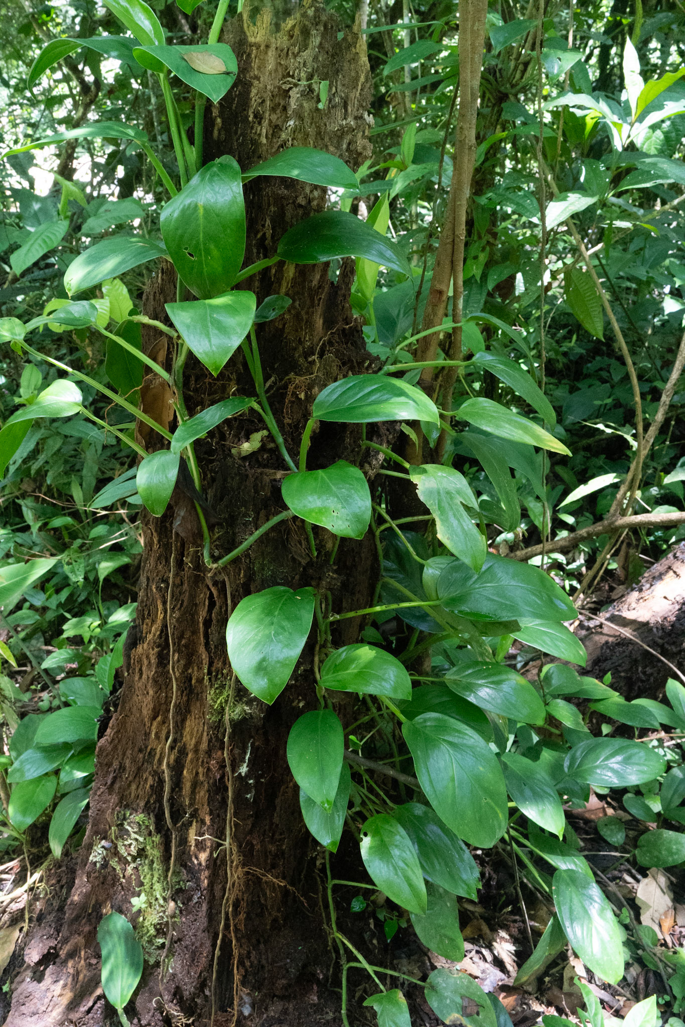 Mata Atlântica