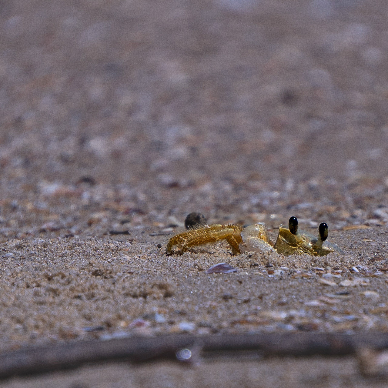 Carangueijo de praia