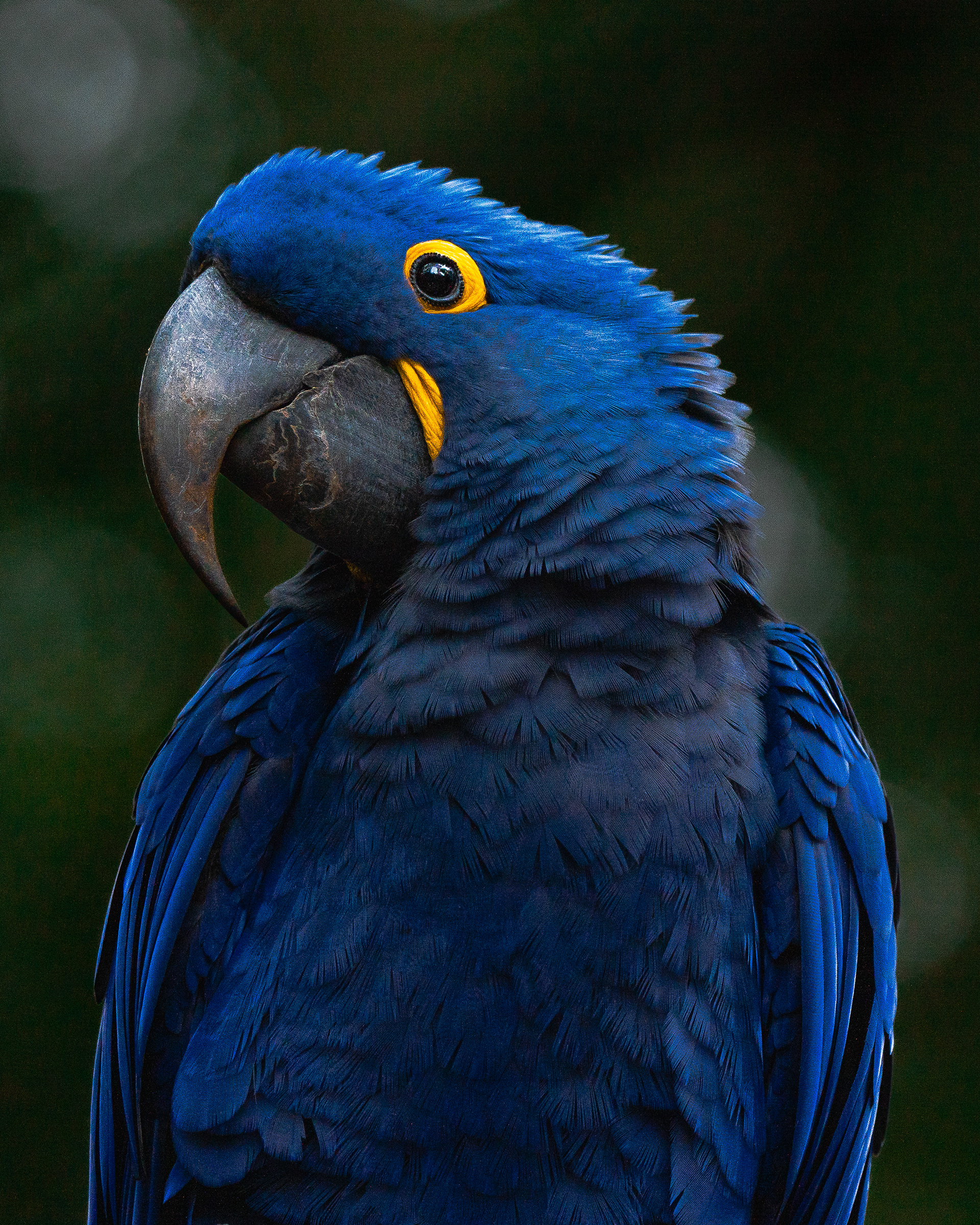 Arara azul 3