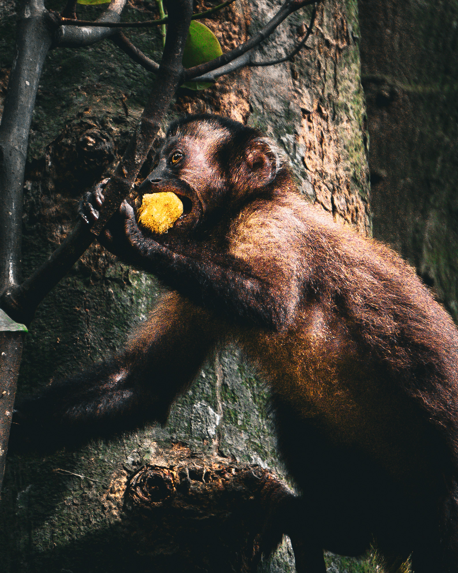 O macaco e a Jaca 2