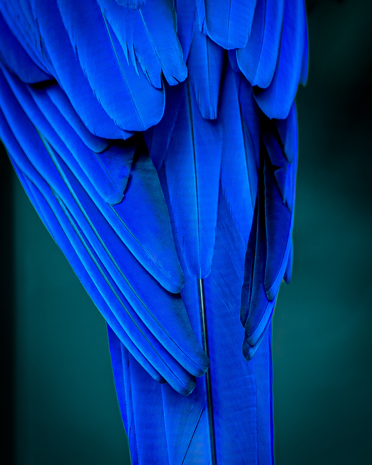 Arara azul 5