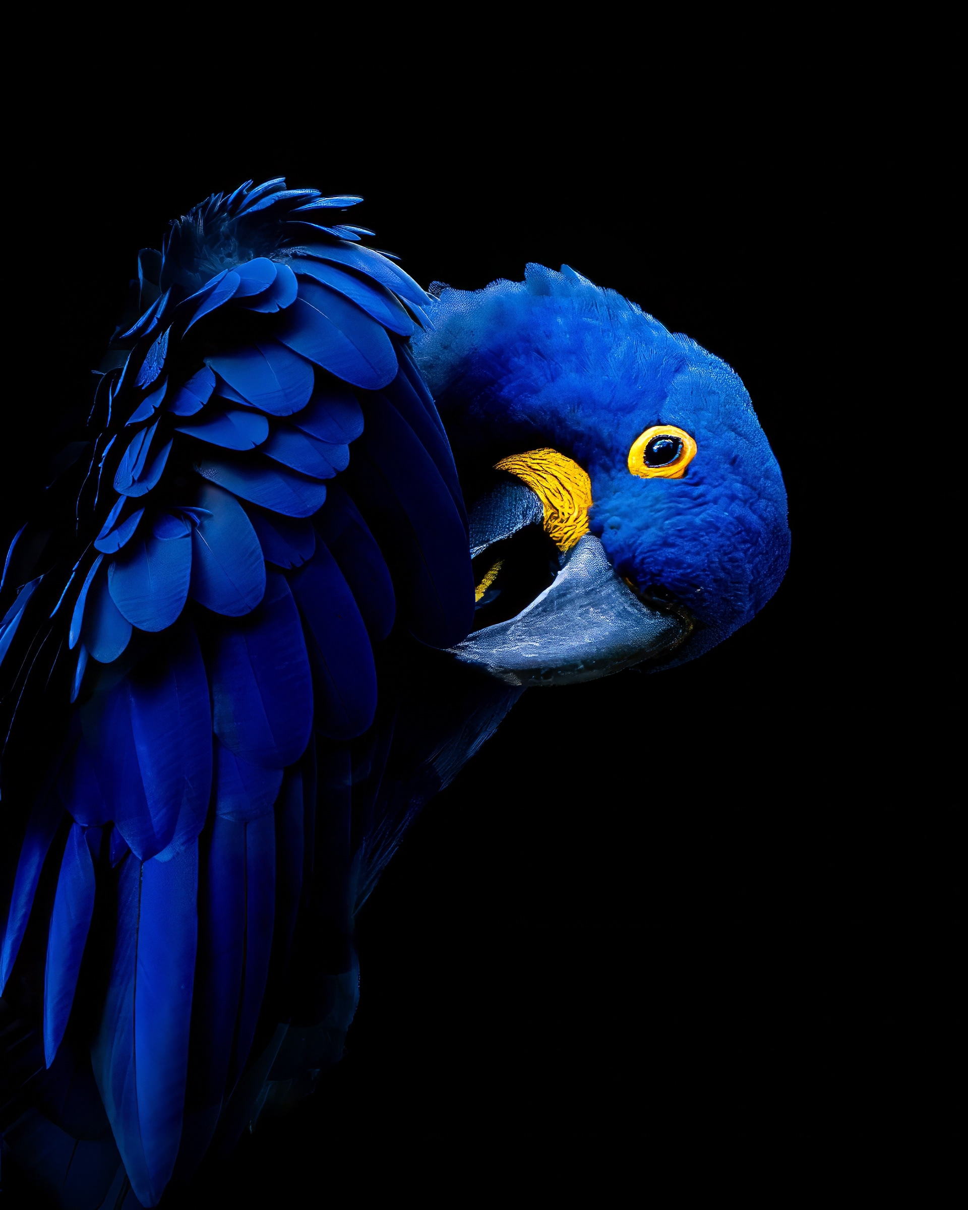 Arara azul 2