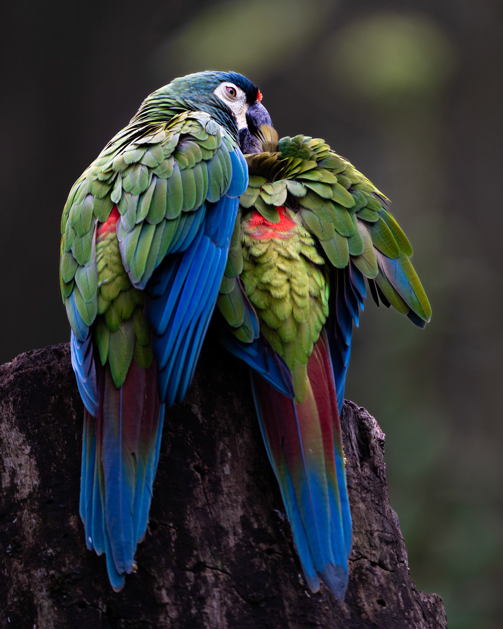 Casal Maracanã