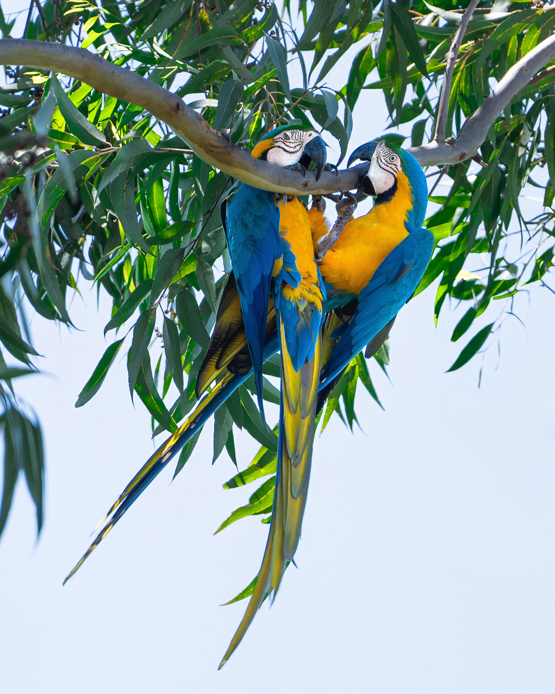 Cerrado 2