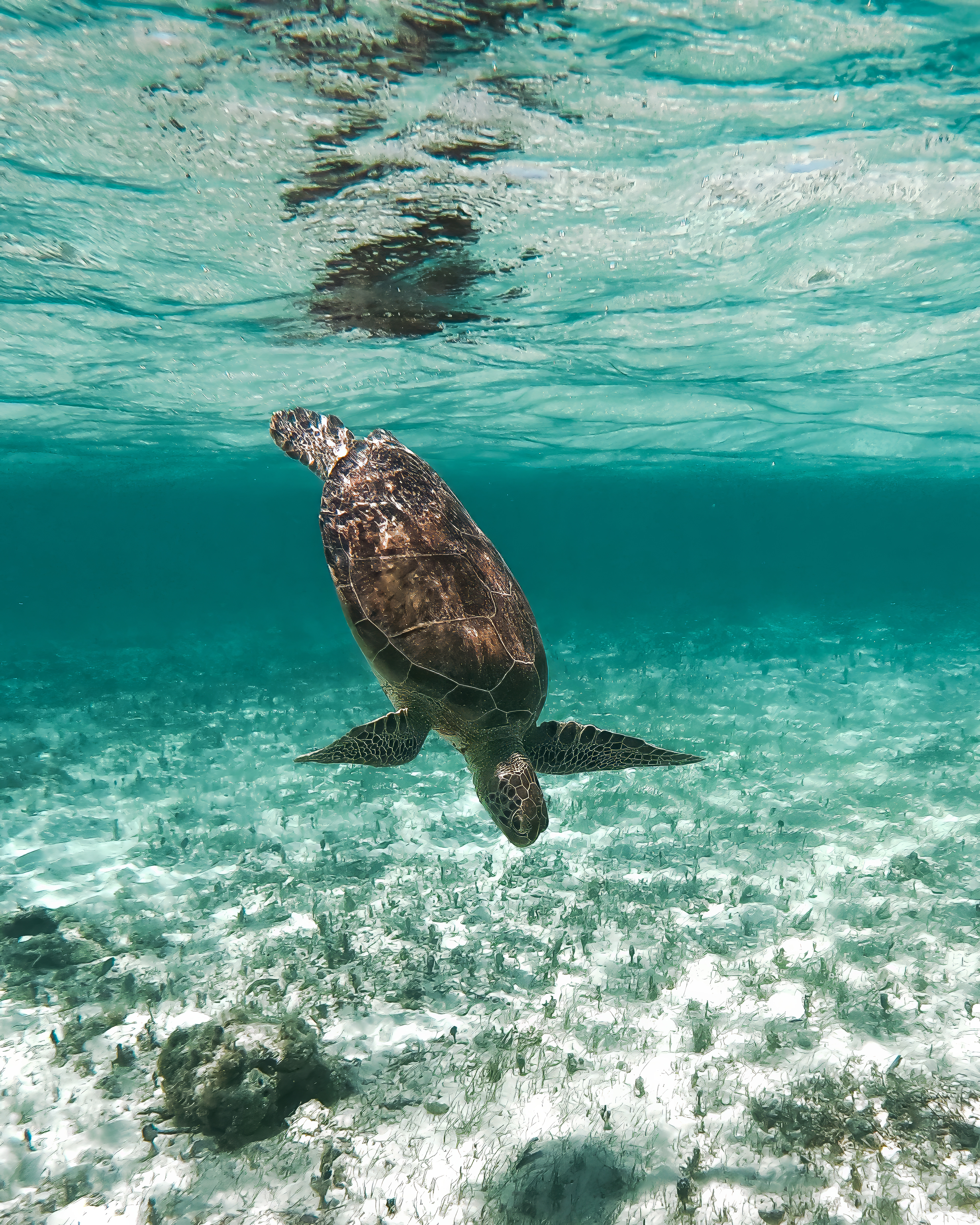 Turtle Bay
